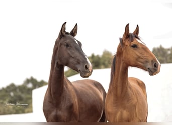 Lusitanos, Yegua, 2 años, 160 cm, Negro