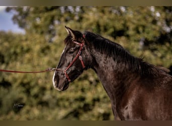 Lusitanos, Yegua, 2 años, 160 cm, Negro