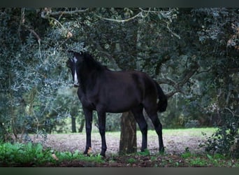 Lusitanos, Yegua, 2 años, 160 cm, Negro