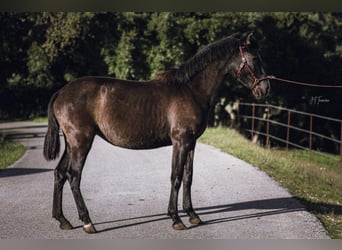 Lusitanos, Yegua, 2 años, 160 cm, Negro