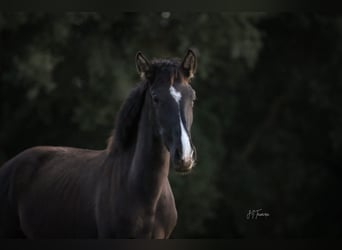 Lusitanos, Yegua, 2 años, 160 cm, Negro