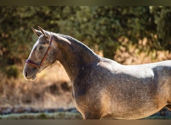 Lusitanos, Yegua, 2 años, 160 cm, Tordo