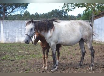 Lusitanos Mestizo, Yegua, 2 años, 163 cm, Atigrado/Moteado