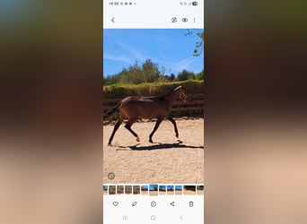 Lusitanos, Yegua, 2 años, 165 cm, Alazán-tostado