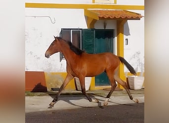 Lusitanos Mestizo, Yegua, 2 años, 165 cm, Castaño
