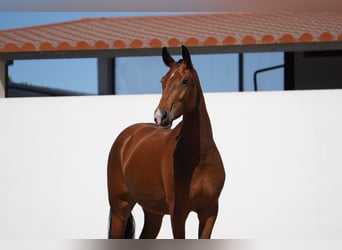 Lusitanos Mestizo, Yegua, 2 años, 165 cm, Castaño rojizo