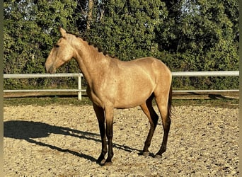 Lusitanos, Yegua, 2 años, Bayo