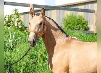 Lusitanos, Yegua, 2 años, Buckskin/Bayo
