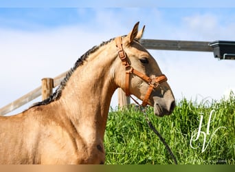 Lusitanos, Yegua, 2 años, Buckskin/Bayo