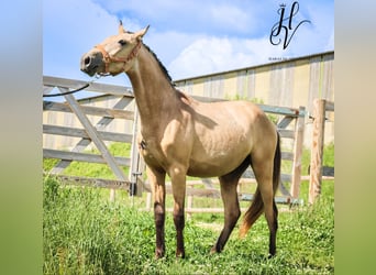 Lusitanos, Yegua, 2 años, Buckskin/Bayo