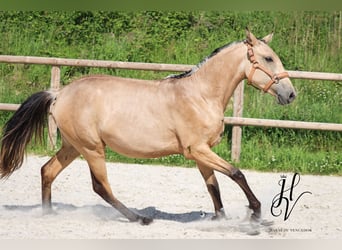 Lusitanos, Yegua, 2 años, Buckskin/Bayo