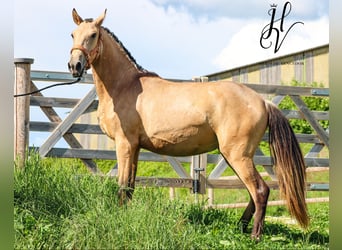 Lusitanos, Yegua, 2 años, Buckskin/Bayo