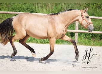 Lusitanos, Yegua, 2 años, Buckskin/Bayo