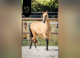Lusitanos, Yegua, 2 años, Buckskin/Bayo