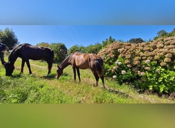 Lusitanos Mestizo, Yegua, 2 años, Castaño