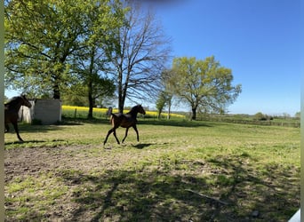 Lusitanos, Yegua, 2 años, Castaño