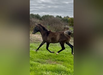 Lusitanos, Yegua, 2 años, Castaño