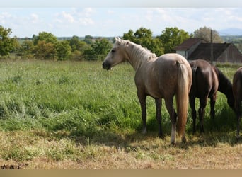 Lusitanos, Yegua, 2 años, Palomino