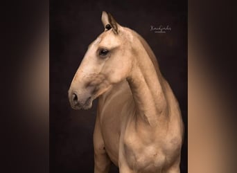 Lusitanos, Yegua, 3 años, 145 cm, Buckskin/Bayo