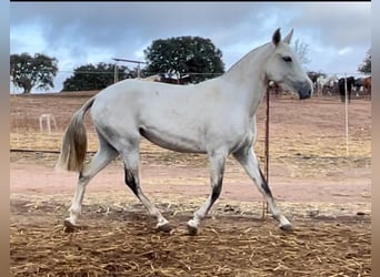 Lusitanos, Yegua, 3 años, 149 cm, Tordo