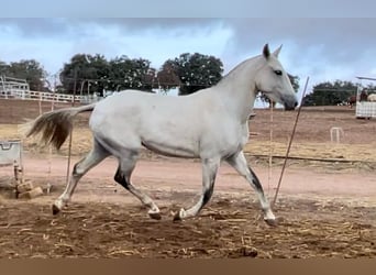 Lusitanos, Yegua, 3 años, 149 cm, Tordo