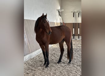 Lusitanos, Yegua, 3 años, 155 cm, Castaño