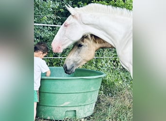 Lusitanos, Yegua, 3 años, 155 cm, Cremello