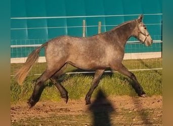 Lusitanos Mestizo, Yegua, 3 años, 157 cm, Tordo