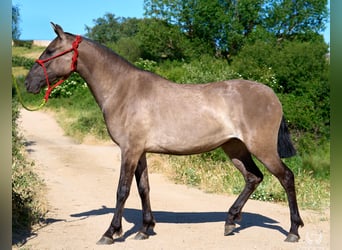 Lusitanos Mestizo, Yegua, 3 años, 158 cm, Grullo