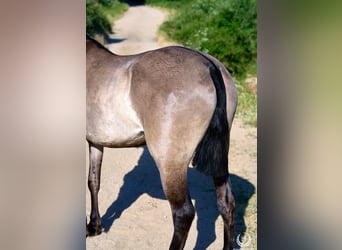 Lusitanos Mestizo, Yegua, 3 años, 158 cm, Grullo