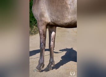 Lusitanos Mestizo, Yegua, 3 años, 158 cm, Grullo