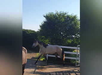 Lusitanos, Yegua, 3 años, 158 cm, Tordo