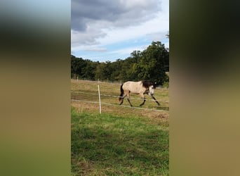 Lusitanos, Yegua, 3 años, 158 cm, Tordo