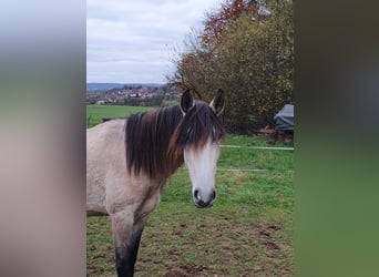 Lusitanos, Yegua, 3 años, 158 cm, Tordo