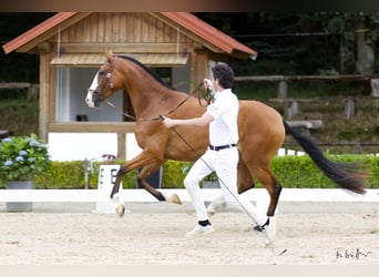 Lusitanos, Yegua, 3 años, 160 cm, Castaño