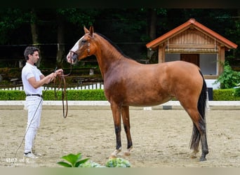 Lusitanos, Yegua, 3 años, 160 cm, Castaño