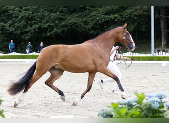 Lusitanos, Yegua, 3 años, 160 cm, Castaño