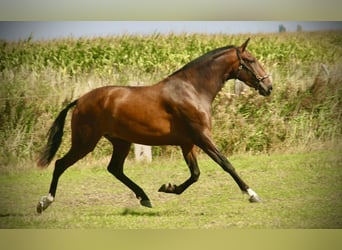 Lusitanos, Yegua, 3 años, 160 cm, Castaño
