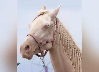 Lusitanos Mestizo, Yegua, 3 años, 160 cm, Cremello