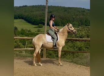 Lusitanos, Yegua, 3 años, 160 cm, Dunalino (Cervuno x Palomino)