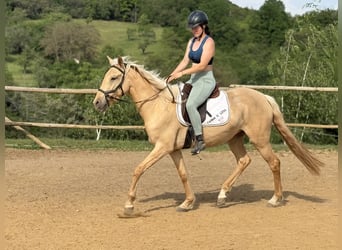 Lusitanos, Yegua, 3 años, 160 cm, Dunalino (Cervuno x Palomino)