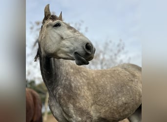 Lusitanos, Yegua, 3 años, 160 cm, Tordo