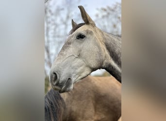 Lusitanos, Yegua, 3 años, 160 cm, Tordo