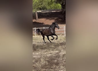 Lusitanos, Yegua, 3 años, 161 cm, Negro