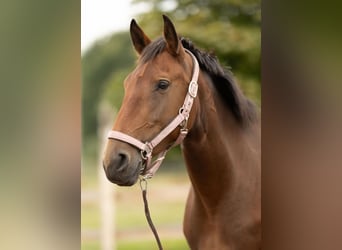 Lusitanos, Yegua, 3 años, 162 cm, Castaño
