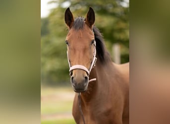 Lusitanos, Yegua, 3 años, 162 cm, Castaño