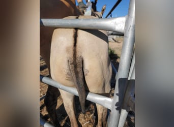 Lusitanos, Yegua, 3 años, 163 cm, Grullo