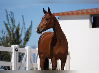 Lusitanos Mestizo, Yegua, 3 años, 165 cm, Castaño rojizo