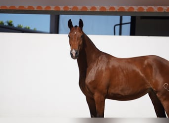 Lusitanos Mestizo, Yegua, 3 años, 165 cm, Castaño rojizo