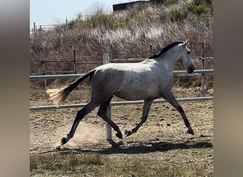 Lusitanos, Yegua, 3 años, 165 cm, Tordo